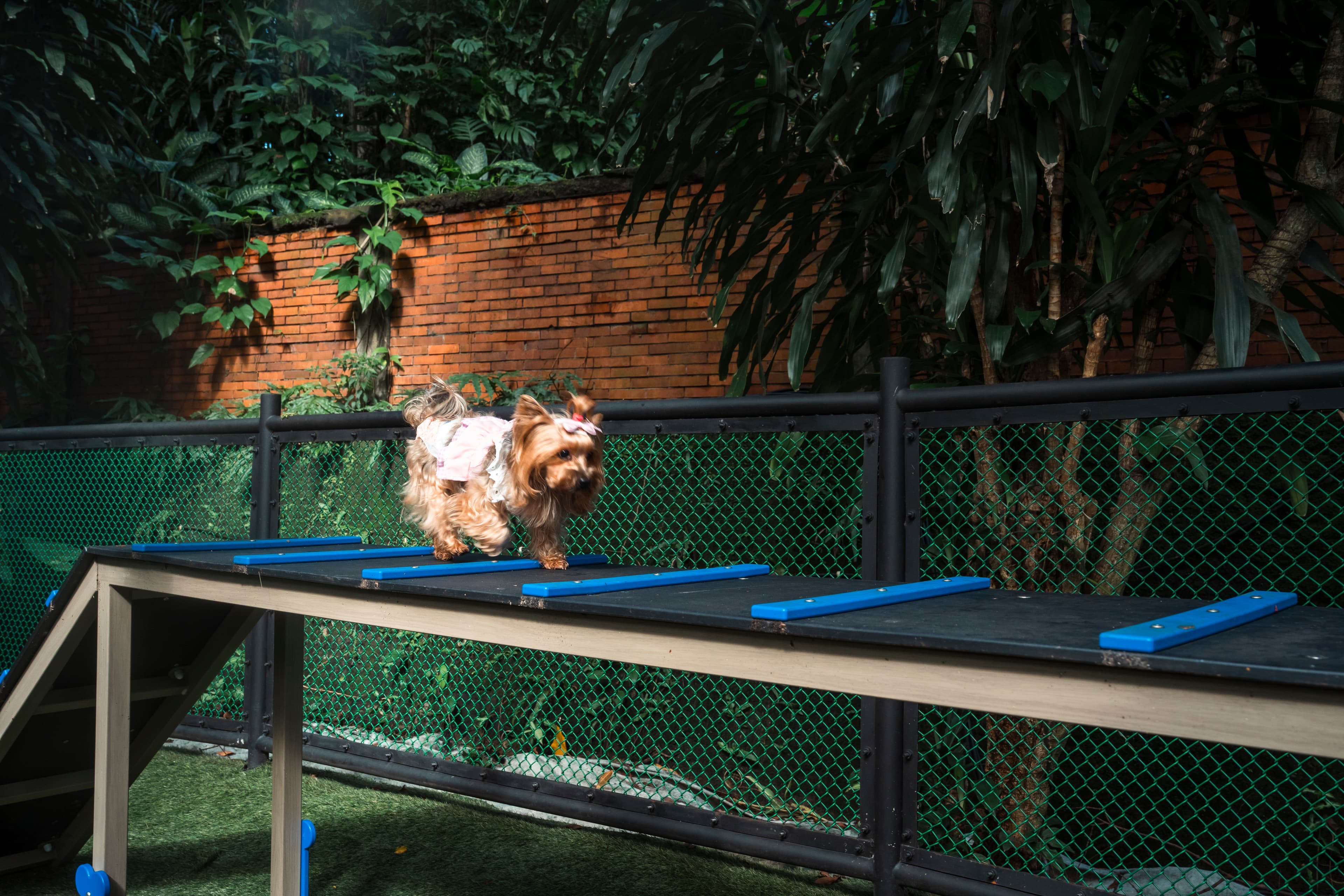 Pet Park